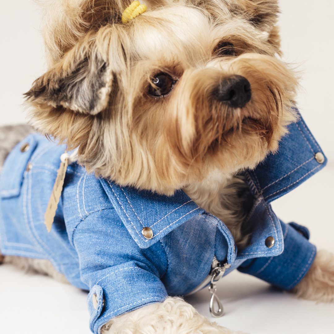 Куртка джинсовая для собаки